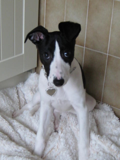 HEAD OF SECURITY   HEAD